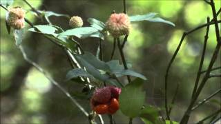 HeartsaBustin Euonymus americanus [upl. by Chari650]