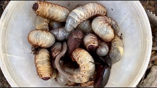 Dry Season Catch Many Worms Wood and Huge Beetles underground insects petcare wormzone animals [upl. by Brookhouse]