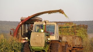 Polesie280 and T150K tractor silage  Полесье280 и трактор Т150К заготовка силоса [upl. by Dulcia]