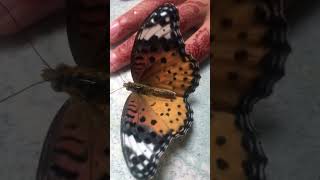 Indian fritillary butterfly sitting on my hand [upl. by Rosaleen944]