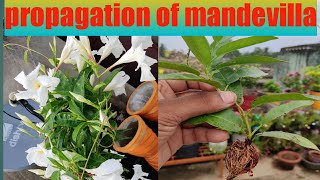 How To Propagate Mandevilla Plant [upl. by Ottavia]