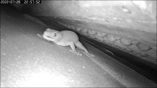 Tokay Gecko mating call great angle close up [upl. by Leon]