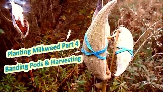 Planting Milkweed Part 4  Banding Pods amp Harvest Help The Monarch Butterfly [upl. by Indihar]