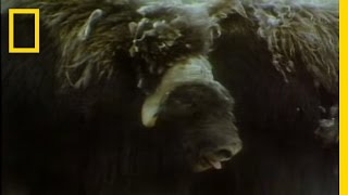 Musk Ox vs Wolves  National Geographic [upl. by Siraval879]