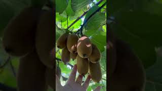 Kiwi falayo barima🥝 organic sabji✌🏻villagelife organicfarming [upl. by Lomasi]