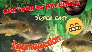 How to Breed Bronze Corydoras [upl. by Dnalra]