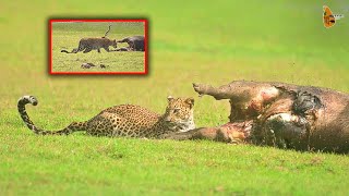 Leopard hunt and eats a Wild Boar Wilpattu National Park  Wilpattu Sri Lanka [upl. by Alohcin]