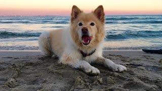 Cream finnish lapphund Jina at the sea [upl. by Chlori193]