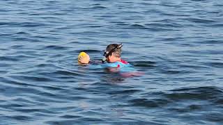 Scalloping Crystal River Florida July 31 2024 [upl. by Eldwen604]