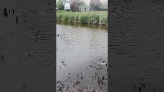 Gawler belt pond 261024 pond koi koifish kooinapond wildlife wildlifephotography [upl. by Mendoza450]