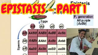 EPISTASIS PART 1  TAMIL EXPLANATION [upl. by Shurlock329]