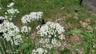 Bluewinged Wasps taking nectar [upl. by Earas]