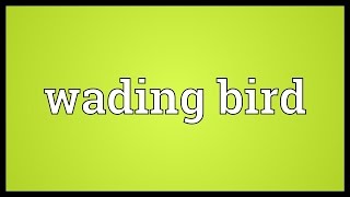 Wading bird Meaning [upl. by Lynda]