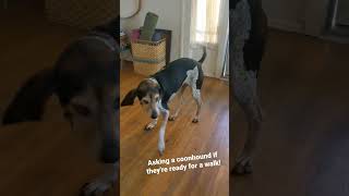 Asking a bluetick  treeing walker coonhound if theyre ready for a walk [upl. by Jyoti]