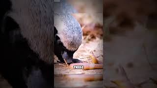 Meet the HoneyBadger HoneyBadger WildlifeFacts FearlessAnimals NatureLovers [upl. by Ledoux]