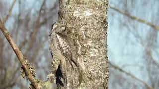 Hawk Owl Maridalen [upl. by Monarski281]