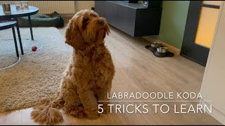 Five easy tricks to teach your puppy  Dog Training [upl. by Ecnerolf137]