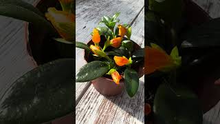 The Goldfish Plant [upl. by Halika]