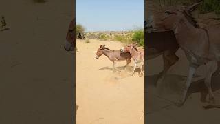 donkeys animals junglelife shortsfeed youtubeshorts [upl. by Berck]