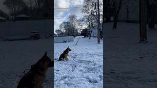 Togo working in his recall What would you rate him gsd training winter germanshepherd [upl. by Mcwilliams452]