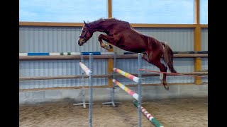 FOR SALE  2019 gelding by Calox  TALOX freejumping [upl. by Knapp]