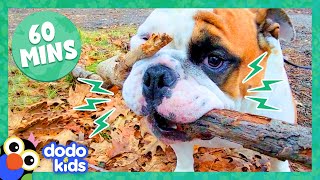 60 Minutes Of Dogs Being Hilarious And Adorable  1 Hour Of Animal Videos  Dodo Kids [upl. by Arykahs]