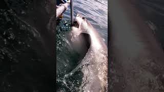 Great White Shark Nearly Stole Andy Casagrandes Camera abc4explore [upl. by Gemperle986]