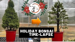 Alberta Spruce Styling TimeLapse Holiday Edition  The Bonsai Supply [upl. by Ettesel]