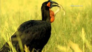 Hornbill VS venomous snake [upl. by Bobbee]