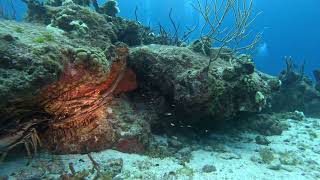 Crab and Lobster pile at Paradise Reef Cozumel 27102024 [upl. by Alusru559]