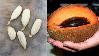 Tips for growing sapodilla from seeds super fast germination [upl. by Adnolat]