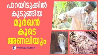 Wow  Vava Suresh Caught Dangerous Cobra amp Russells Viper  Snake Master [upl. by Enyrehtak714]