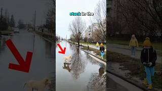 Little boy helps dog stucked in water [upl. by Tansy]