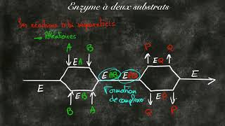 Cinétique enzymatique à deux substrats [upl. by Drofub517]