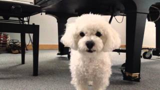 Cutest dog video Casper the Rescue [upl. by Alboran58]