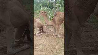 Camels babies in desert area [upl. by Anecusa822]