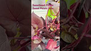 SweetCarolineSweetheartPurpleSweetPotatoVine Ipomea batatas Plant shortsvideo ytshorts [upl. by Lucinda400]