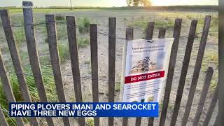 More piping plover bird eggs spotted at Montrose Beach bringing more hope for endangered species [upl. by Swann947]