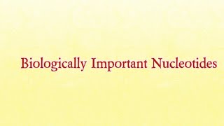 Biologically Important Nucleotides  Biochemistry nucleotides nucleotide [upl. by Phalan182]