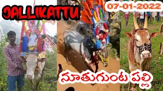 Nuthugunta palli jallikattu Chittoor jallikattujallikattu in Ap [upl. by Pasahow]