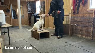 Bull terrier puppy training [upl. by Leugimesoj]