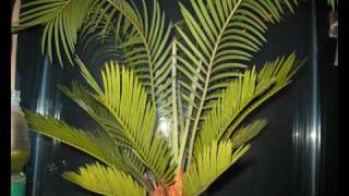 Cycas revoluta [upl. by Iniffit760]