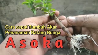 Cara Stek Batang Bunga Asoka Cepat Tumbuh Akar [upl. by Lune]