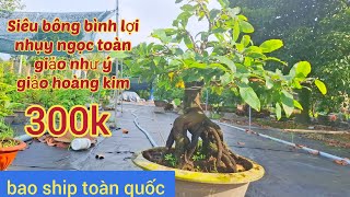 13112024 💥mai vàng chơi tết 2025💥 giảo hoàng kimsiêu bông bình lơinhụy ngọc toàn☎️0359338087 [upl. by Daht]