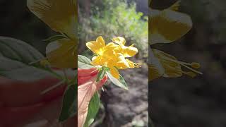 Vajradanti Plant flower Barleria Prionitis plants youtube trending flowers beautiful ytshorts [upl. by Catherina]