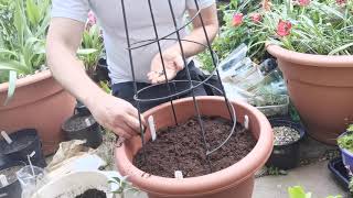 How to plant Glory lily Gloriosa rotschildiana and Gloriosa plantii care and cultivation in UK [upl. by Nojram]