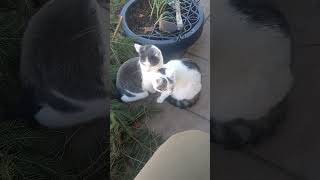 Katzen Geschwister Liebe katzenvideos goviral animalcat catvideos forcats foryou [upl. by Dionis]