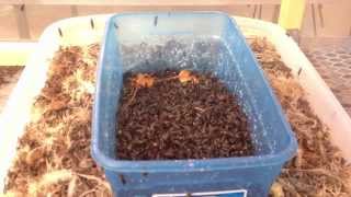 Breeding Black Soldier Fly Indoor for Stable Production [upl. by Sixele265]