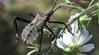 Leaffooted Bug  Adult Acanthocephala terminalis [upl. by Ij632]