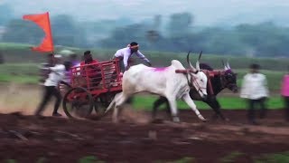 Super fast bulls of Allarwad pulling a cart 1856 feet in a minute [upl. by Nawat394]